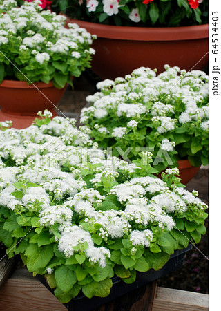 Ageratum, white ageratum, white pot plants 64534403