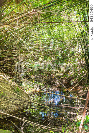 Saco do Mamangua, a tropical fiord in Paraty, Rio 64535490