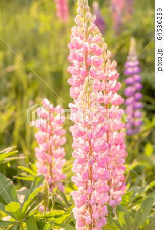 Blooming lupine flowers. A field of lupines. Colorful summer flower background. Blooming lupine flowers. A field of lupines. Colorful summer flower background. 64536239