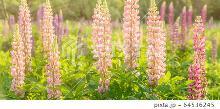 Blooming lupine flowers. A field of lupines. Colorful summer flower background. 64536245