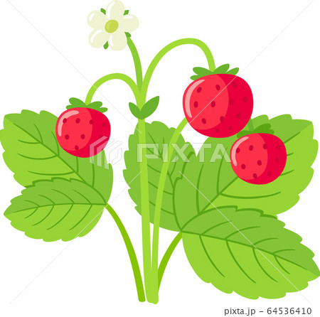 Wild strawberry plant Wild strawberry plant 64536410