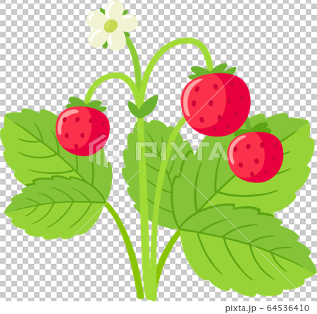 Wild strawberry plant Wild strawberry plant 64536410