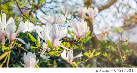 Flowering magnolia tree densely covered with Flowering magnolia tree densely covered with 64537001