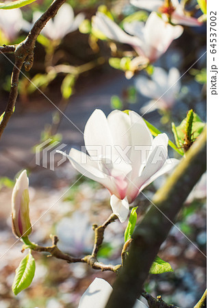 Flowering magnolia tree densely covered with Flowering magnolia tree densely covered with 64537002