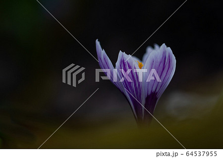 Close up crocus isolated on dark background Close up crocus isolated on dark background 64537955