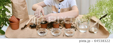 Planting beet seeds, coriander, cabbage. Using a 64538322