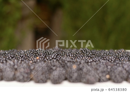 The background of the blackberries line in The background of the blackberries line in 64538380