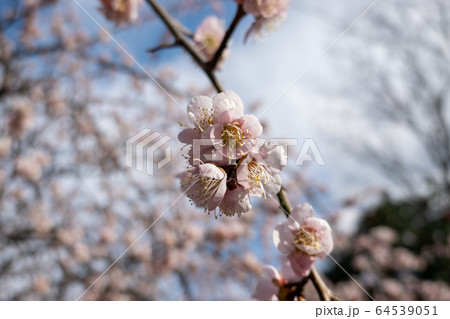 大宮公園梅まつりの写真素材