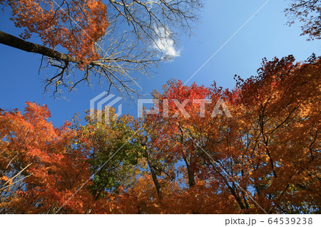 秋の紅葉 秋の紅葉 64539238