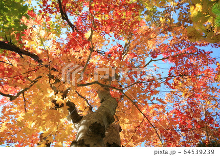 秋の紅葉 64539239