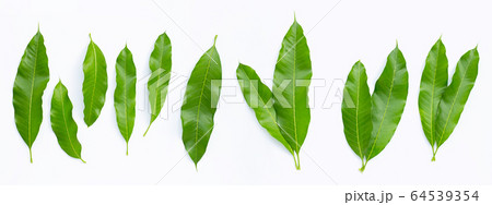 Mango leaves on white background. 64539354