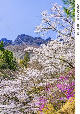 さくらの里公園から金洞山(縦) さくらの里公園から金洞山(縦) 64539502