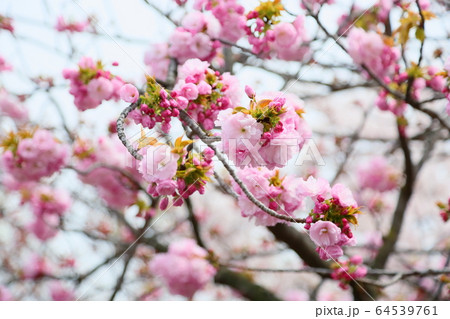 八重桜の花 64539761