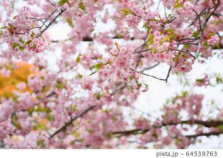 八重桜の花 64539763