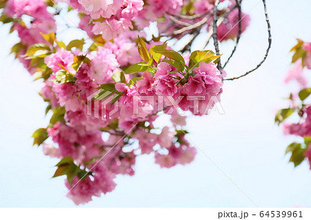 八重桜の花 64539961