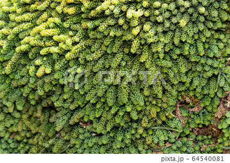 イワズタ 64540081