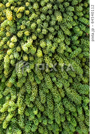 イワズタ イワズタ 64540112