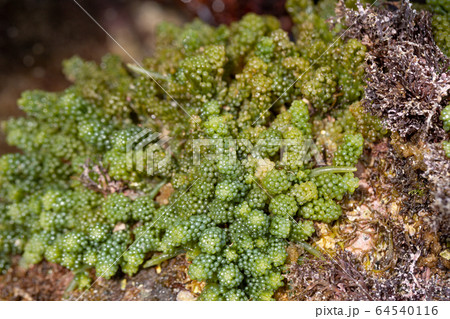 イワズタ 64540116