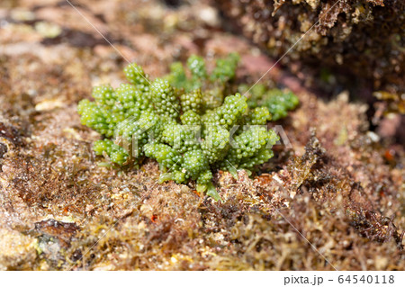 イワズタ 64540118