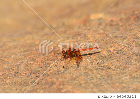 Red Russet Dropwing Dragonfly On Stone (Trithemis pluvialis) 64540211