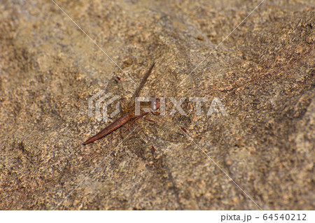 Female Broad Scarlet Dragonfly On Stone (Crocothemis erythraea) Female Broad Scarlet Dragonfly On Stone (Crocothemis erythraea) 64540212
