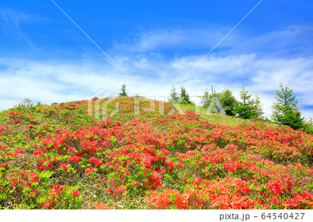レンゲツツジ咲く美ヶ原 64540427