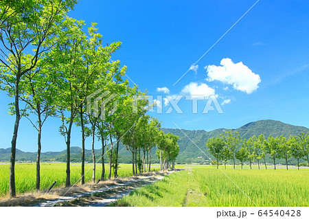 夏井のハザ木 夏井のハザ木 64540428