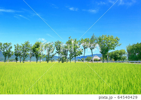 夏井のハザ木の写真素材