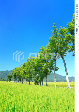 夏井のハザ木 64540430