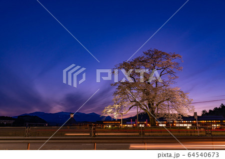 福島県　二本松市　道の駅安達の桜　万燈桜の夜景　ライトアップ 64540673