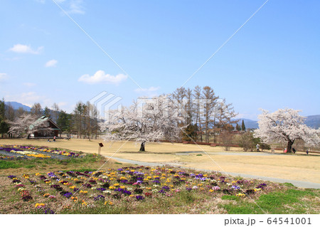 春の安曇野ちひろ公園 64541001