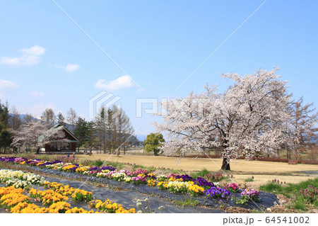 春の安曇野ちひろ公園 春の安曇野ちひろ公園 64541002