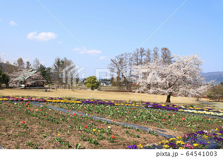 春の安曇野ちひろ公園 春の安曇野ちひろ公園 64541003