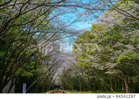 宮崎神宮・馬場の桜 64541297