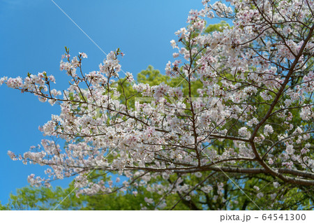 宮崎県総合文化公園の桜 64541300