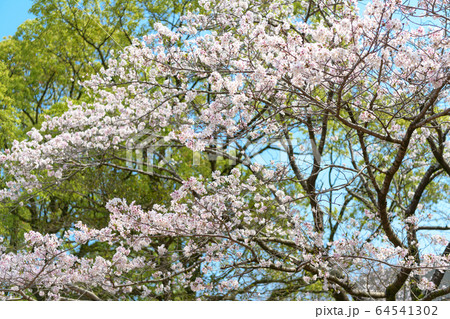 宮崎県総合文化公園の桜 64541302