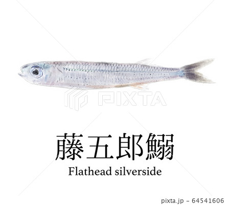 藤五郎鰯