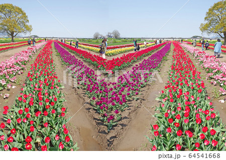 チューリップ チューリップ 64541668