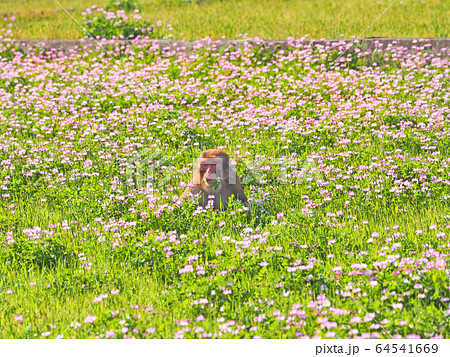 レンゲ畑の猿 64541669