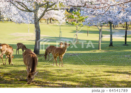 花見をする鹿 奈良公園の鹿と満開の桜の写真素材