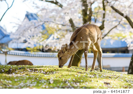 奈良公園の鹿と満開の桜 64541877