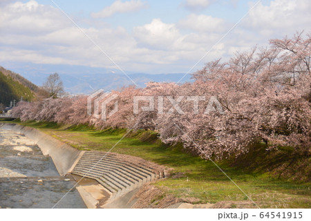 鮎川堤防の桜並木 64541915