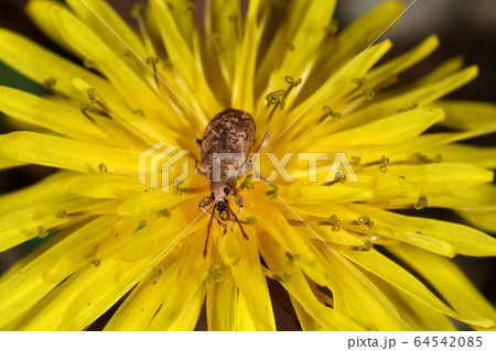 生き物　昆虫　カシワクチブトゾウムシ、牙があるのは羽化直後の証拠。すぐに脱落します 64542085