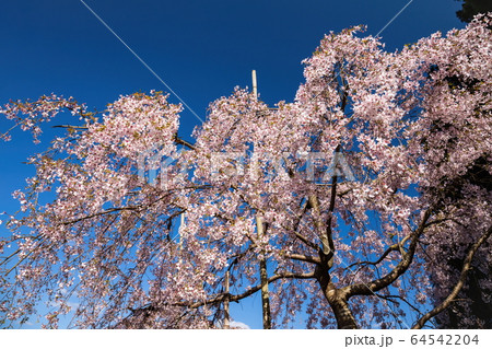 大窪寺のしだれ桜 (香川県さぬき市) 大窪寺のしだれ桜 (香川県さぬき市) 64542204