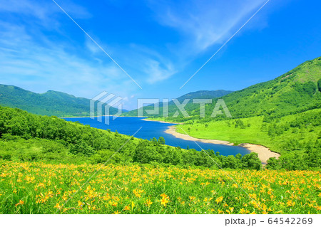 ニッコウキスゲ咲く野反湖 64542269
