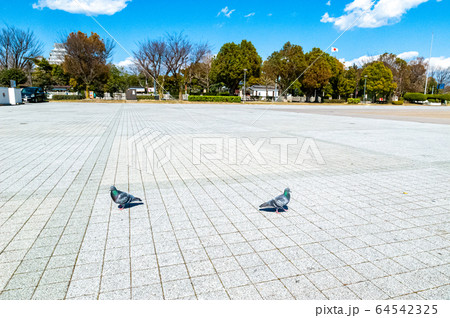 広場の鳩 広場の鳩 64542325
