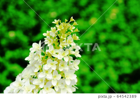 八重咲きのカシワバアジサイ（柏葉紫陽花） 64542389