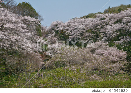 2020桜満開 2020桜満開 64542629