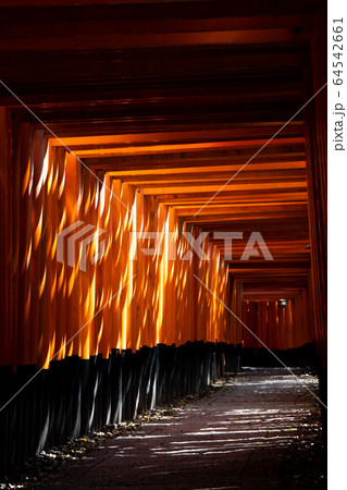 伏見稲荷大社千本鳥居 伏見稲荷大社千本鳥居 64542661