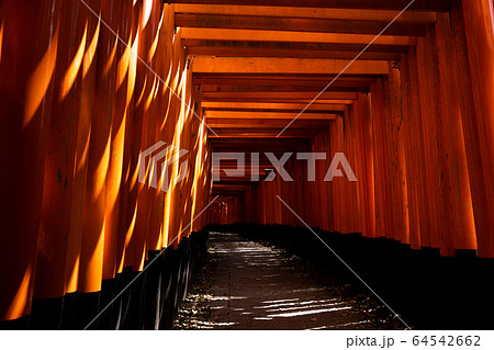 伏見稲荷大社千本鳥居 伏見稲荷大社千本鳥居 64542662
